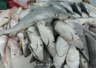 كاهش ذخایر كوسه ماهیان خلیج فارس و دریای عمان