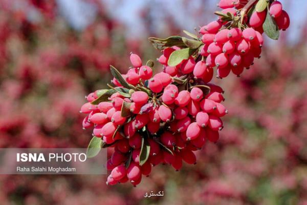 تأثیر ماده موثره زرشک بر پیشگیری از مبتلا شدن به سرطان کبد