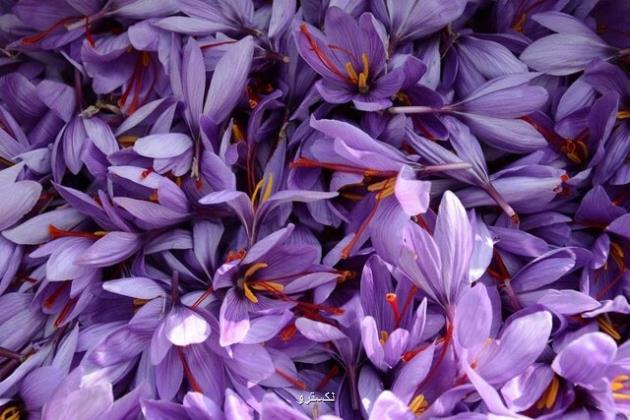 ساخت پماد سوختگی از دور ریز طلای سرخ