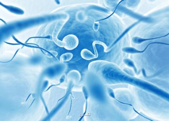 بررسی تاثیر روشی خاص برای آماده سازی اسپرم بر كیفیت جنین