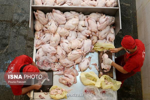 آلودگی گوشت های گوساله و مرغ به باكتری های مقاوم