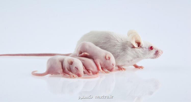 ارتباط هوای گرم و رطوبت زیاد با ناهنجاری جنینی