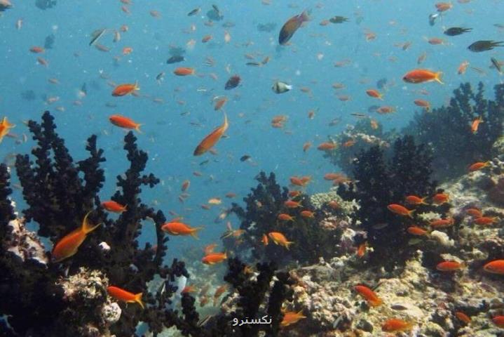 تأمین ۷۰ درصد شبكه غذایی صخره های مرجانی از منابع اقیانوسی